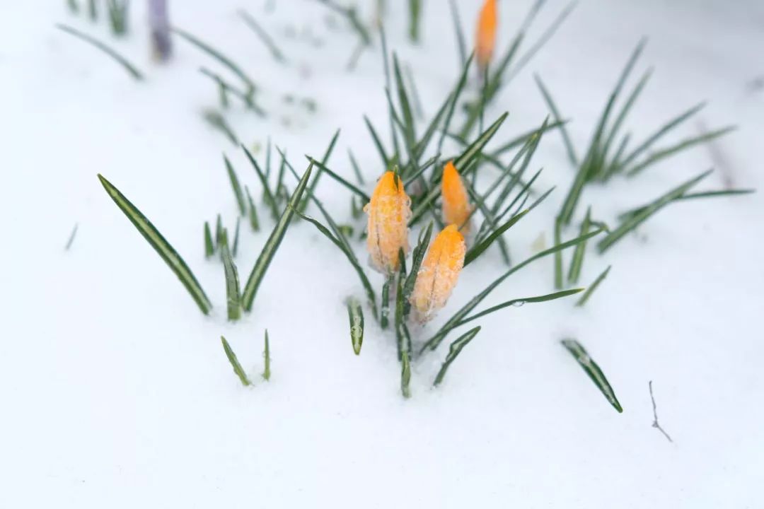 雪地中的球根植物