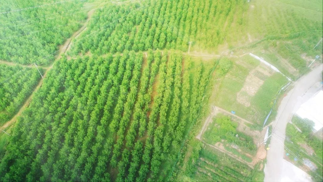 乡村振兴蜜桃种植村民生活甜如蜜