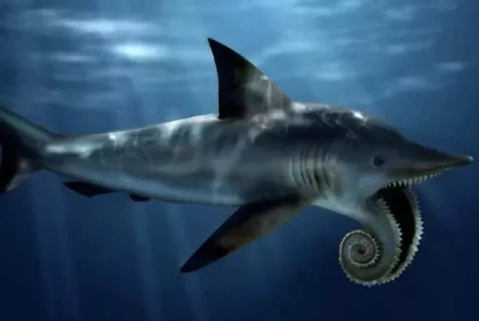 除了巨齿鲨之外,在远古海洋中还生存着许多其他凶猛巨兽,旋齿鲨就是