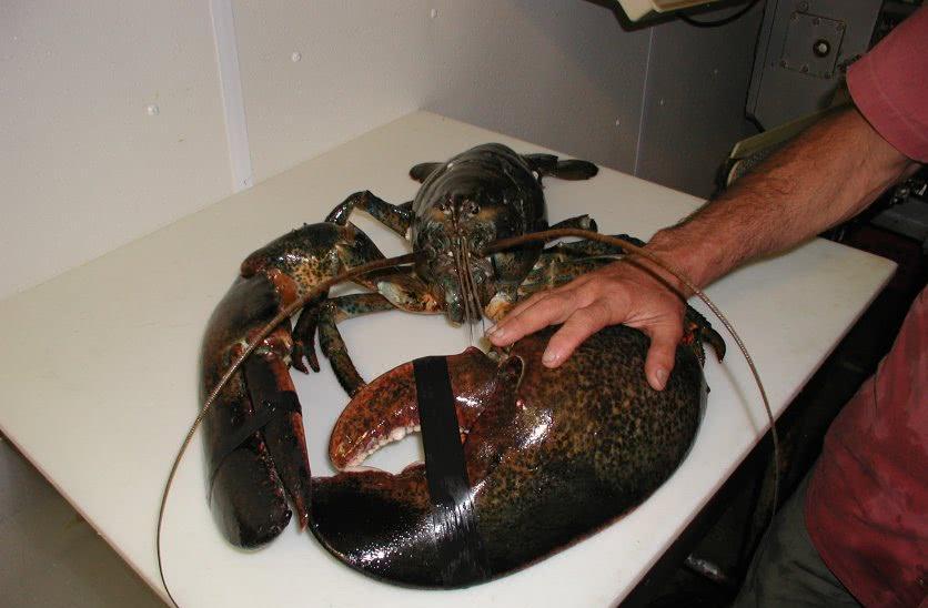 世界上最大的龙虾王,重40斤寿命100岁,螯比人的腿还要粗