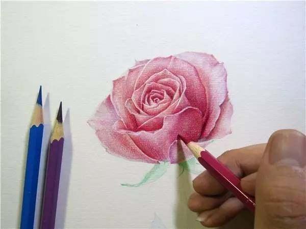 零基础彩铅绘画入门教程水溶性彩铅玫瑰花与蓝莓彩铅画法步骤