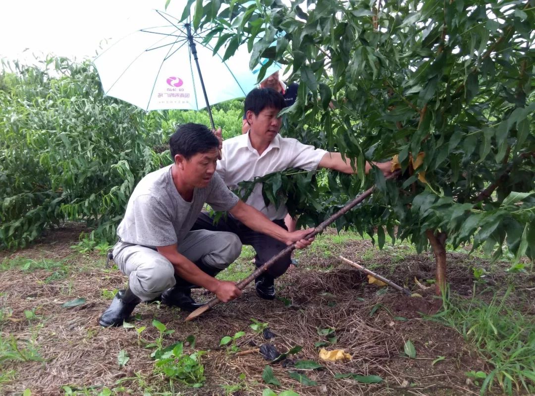 【赣南种植】桃树一定要重视有机肥的使用