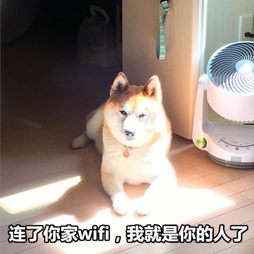 柴犬撩妹表情包:你知道我最喜欢什么制服吗?被你制服_微信