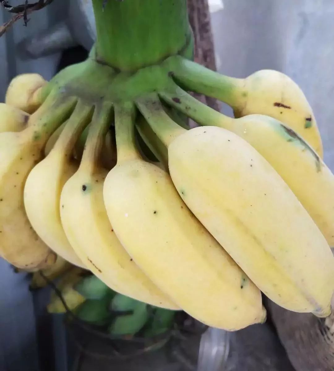 香蕉与芭蕉有什么区别？ - 知乎