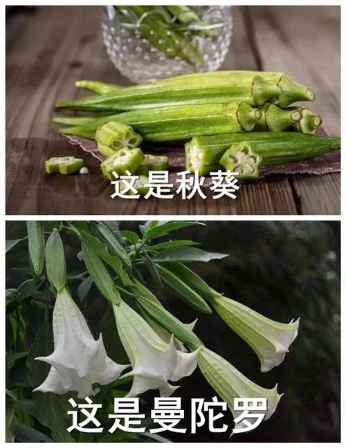 除了秋葵和曼陀罗同样容易误食的毒菜还有这些▼不过讲了这么