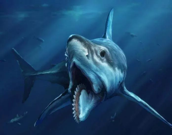 海洋科普(472)| 酷爽八月,一起认识下这只远古凶兽巨齿鲨!