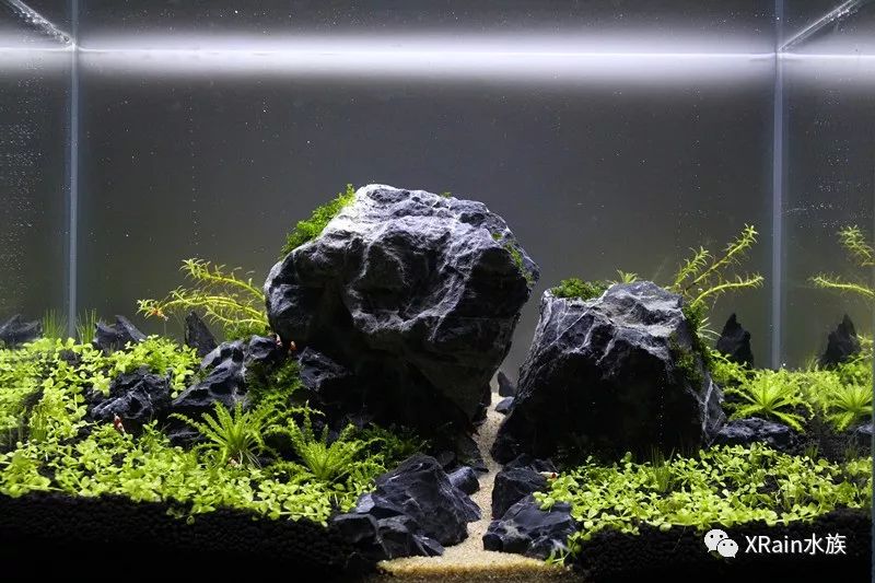 水草缸造景沉木水草泥化妆砂青龙石45cm