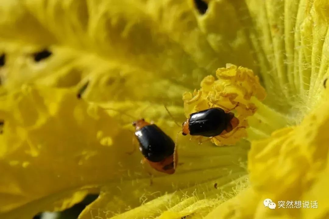 你好大自然第75期监守自盗守瓜虫