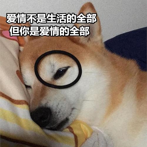 柴犬撩妹表情包:你知道我最喜欢什么制服吗?被你制服