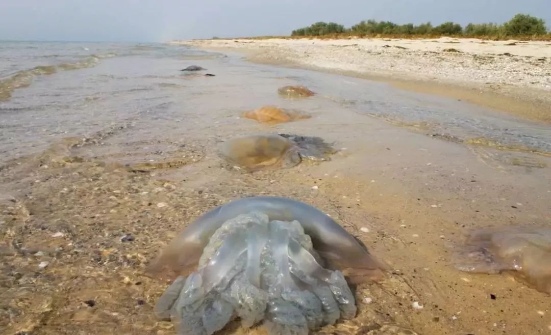 海蜇伤人!去海边带肥皂,关键时刻能救命