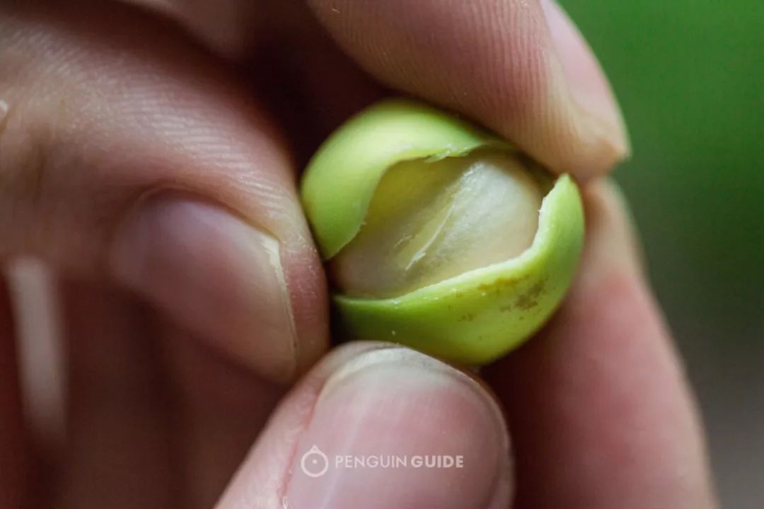 剥一朵绿盈盈莲蓬,煮一碗白嫩嫩莲子汤