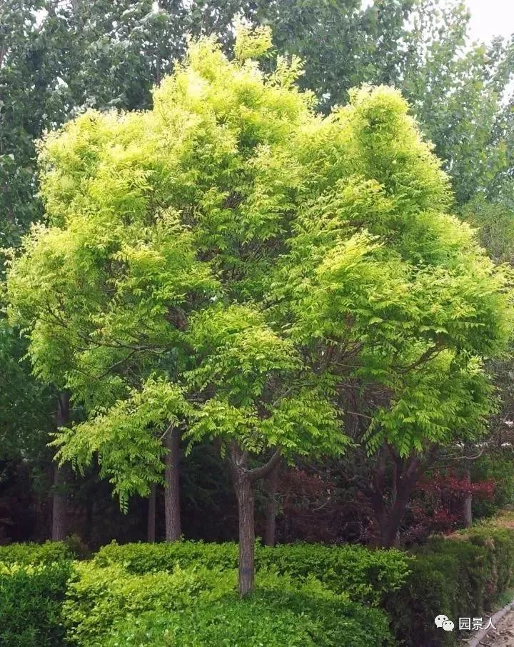 绿荫如盖,适作庭荫树,槐树木质坚硬,在风水上被认为代表禄,古代朝廷种