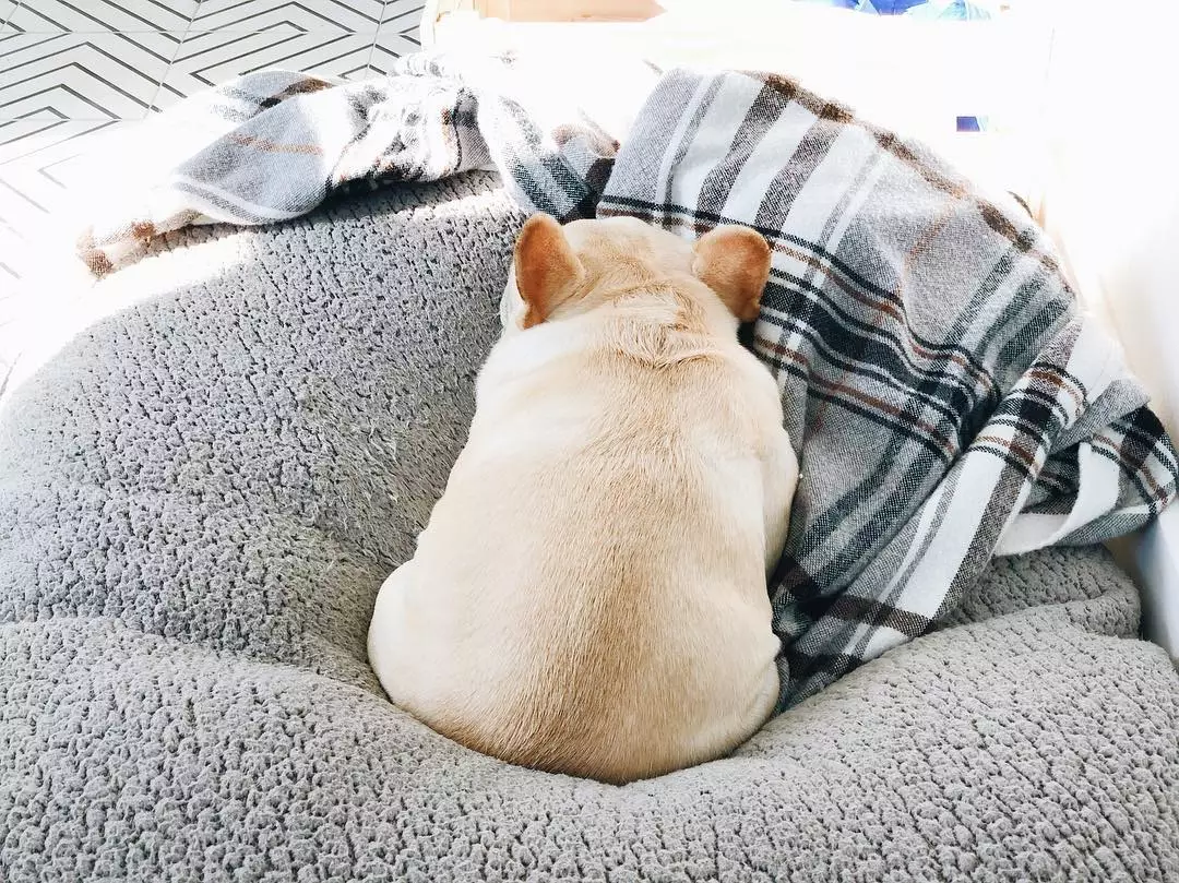 萌寵鬥牛犬是那種隻憑背影，也能讓人著迷的狗狗！ 寵物 第3張