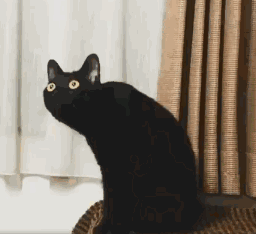 黑猫随便一动,就是一个表情包