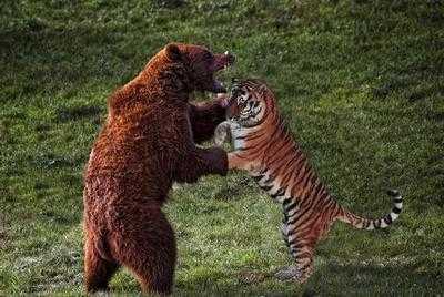 把棕熊与东北虎放一起会怎样棕熊能碾压老虎猫科可不是吃素的