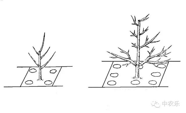 秋施基肥就是对果树根系的一次科学修剪