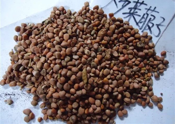 消食导滞;降气化痰 莱菔子,中药名.