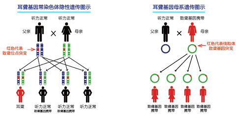 关于耳聋基因检测疑惑-台州路桥大道惠耳助听器