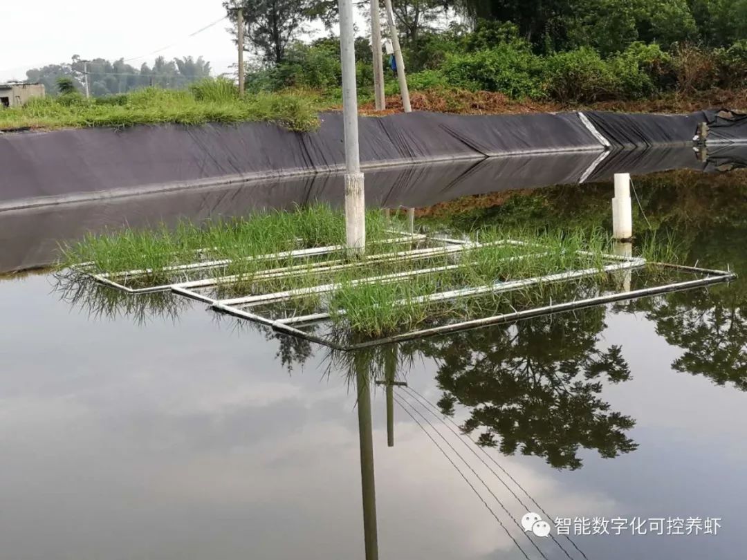 虾苗免费送给你养,浮床种草生态养殖正走进广西