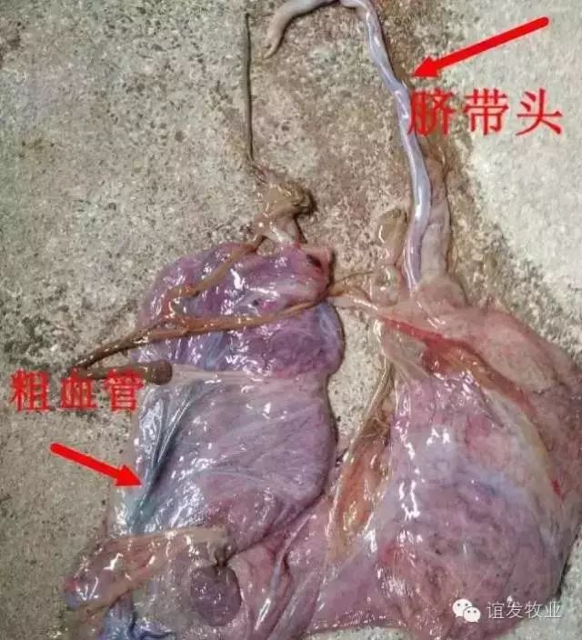 第二种判断方法——看肚子