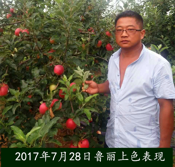 鲁丽苹果苗稳产种植技术