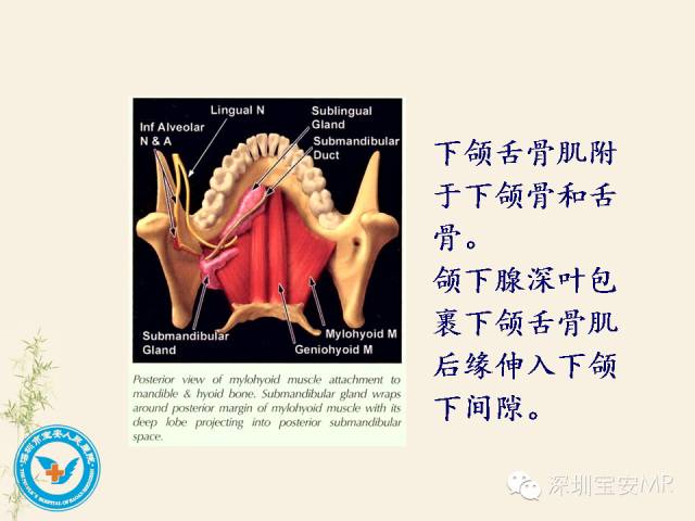 舌和口底影像解剖及临床病例