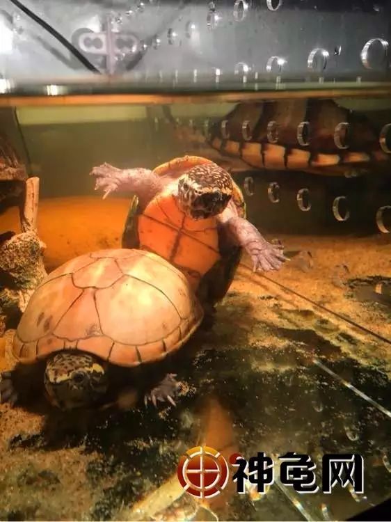 果核泥龟新浪称世界上最小的龟