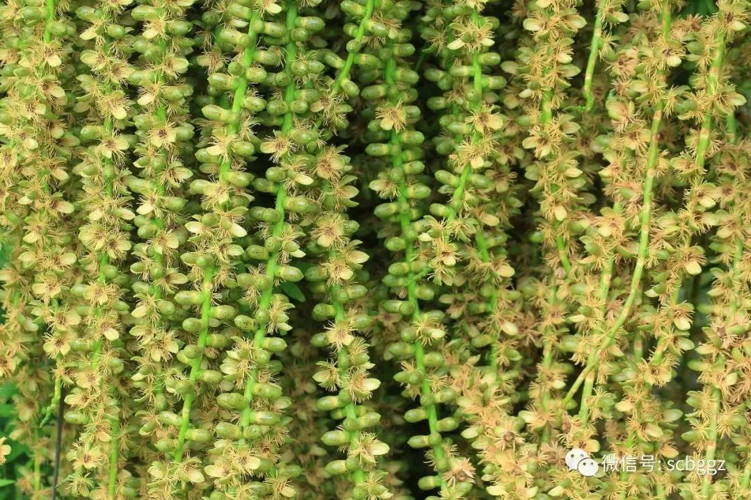 南椰的花序现华南植物园棕榈园内的砂糖椰子和南椰都在花果期,大家