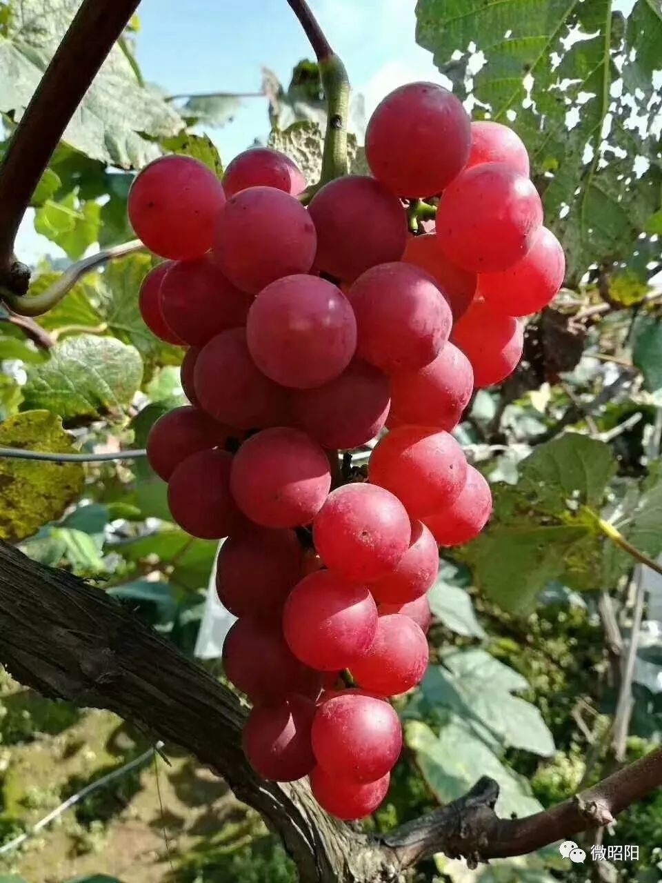 龙山寨古镇红玫瑰飘香,葡萄节正在进行中