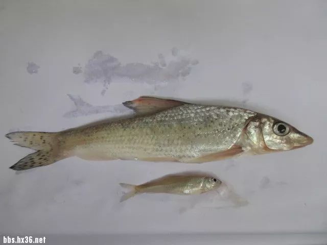 5厘米,起码有4年鱼龄这条鲫花是2014年9月19日在松花江汊流小河子钓的