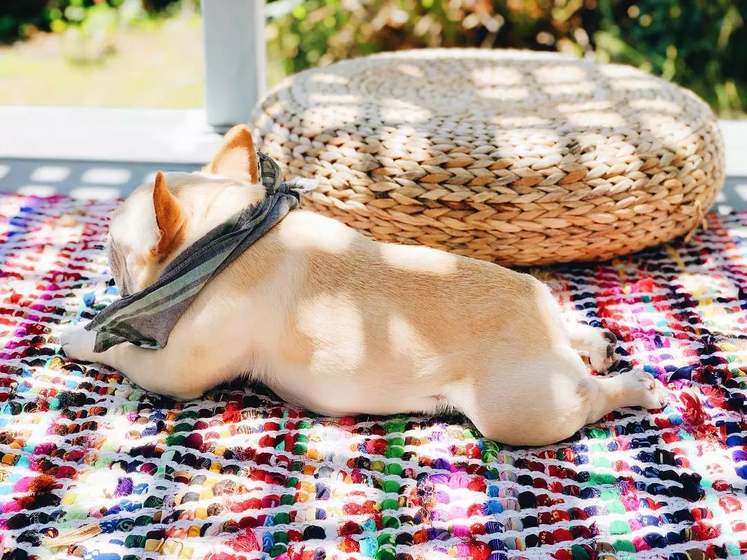 萌寵鬥牛犬是那種隻憑背影，也能讓人著迷的狗狗！ 寵物 第6張