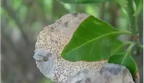 植物醫生 大葉黃楊褐斑病 白粉病 煤污病 扁刺蛾等病蟲害防治 雪花新闻