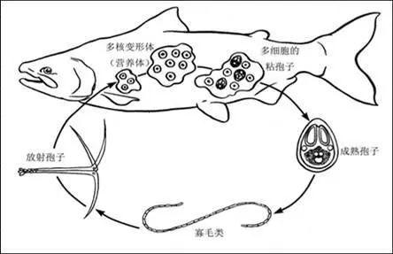 水产寄生虫的前世今生寄生虫是如何导致水产养殖动物发病的