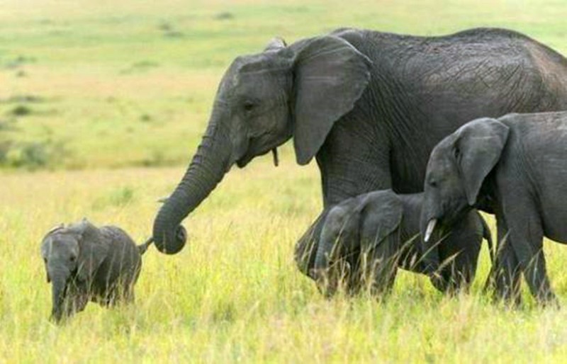 小象打架惹怒母象,被母象用象鼻卷着拽到一旁教训,瞬间老实了
