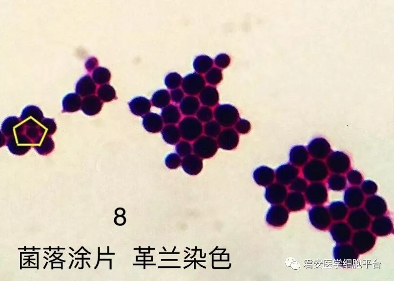 看图识细胞(第23期)细菌篇_染色