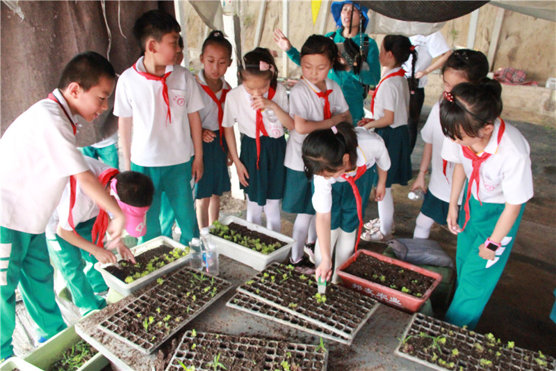 小学生参观大汉绿色生态蔬菜基地,了解蔬菜种植才能够认识世界!