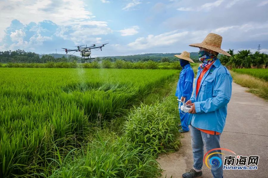 琼海博鳌无人机给水稻洒农药 践行绿色防控植保