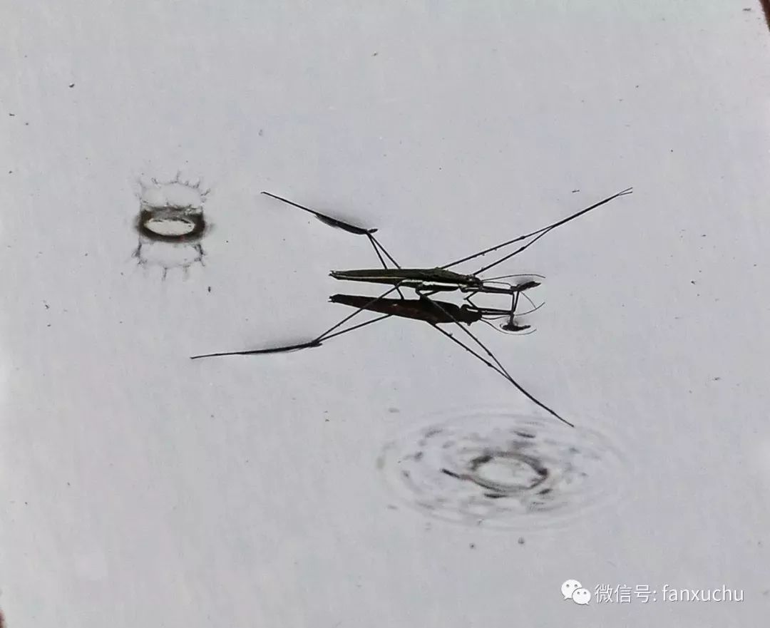 摄友圈虫趣范旭初┃浮仙水黾凌波微步踏水轻舞