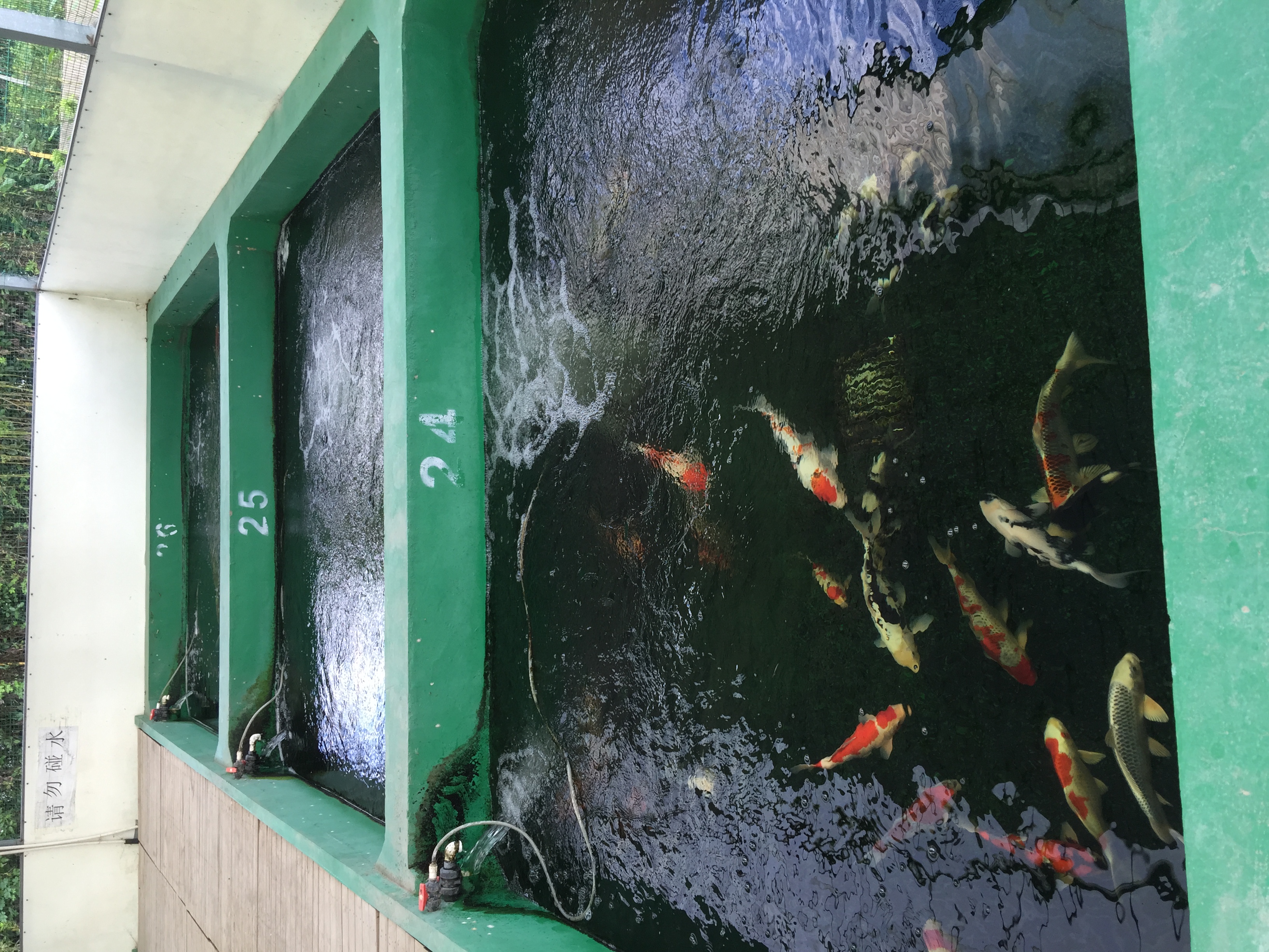 锦鲤养殖的利器,鱼花拾鱼菜共生超级强大的过滤系统
