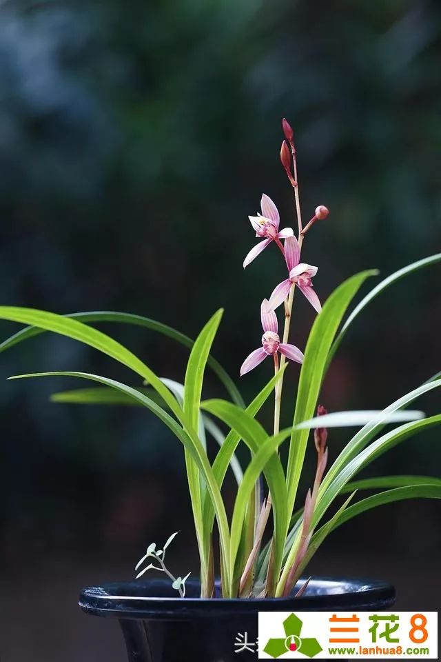 养兰花,喷叶面水,注意1点,新芽呼呼长,花开多又香