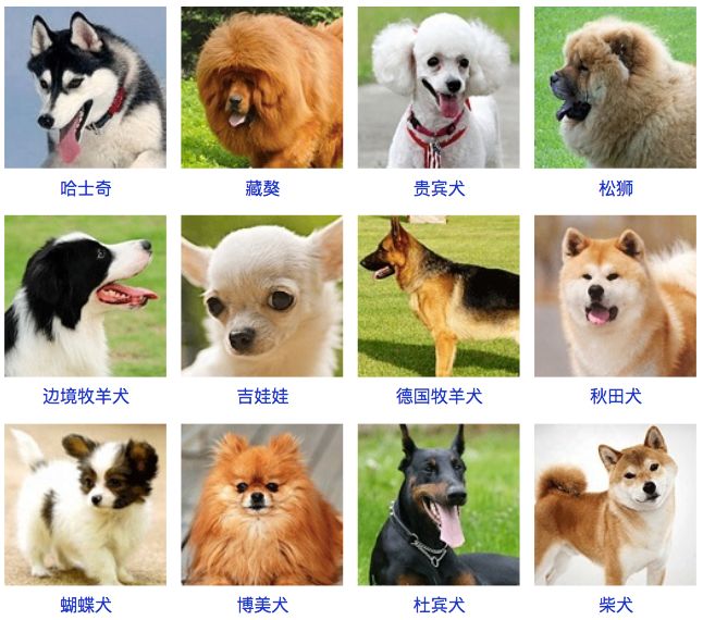 domesticated animals 家养动物