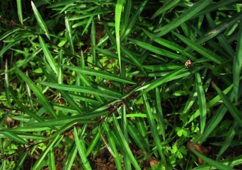 廖佐芹教你认识一味止咳药草—白前