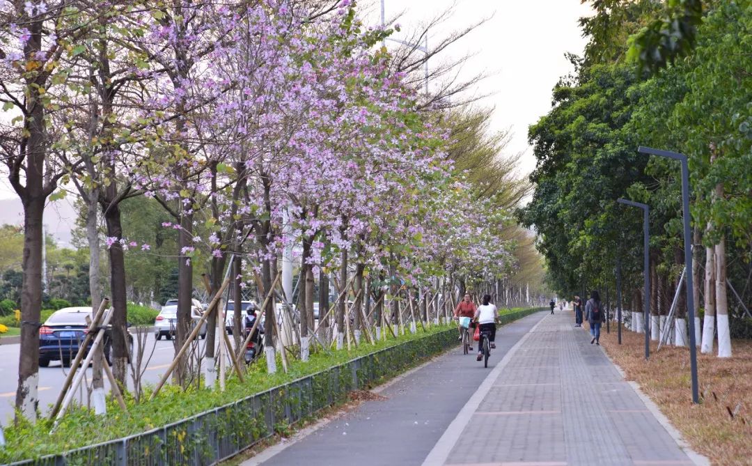 光明大道光明新区碧竹路花漾街区公明振明路花漾街区玉塘根塘二路