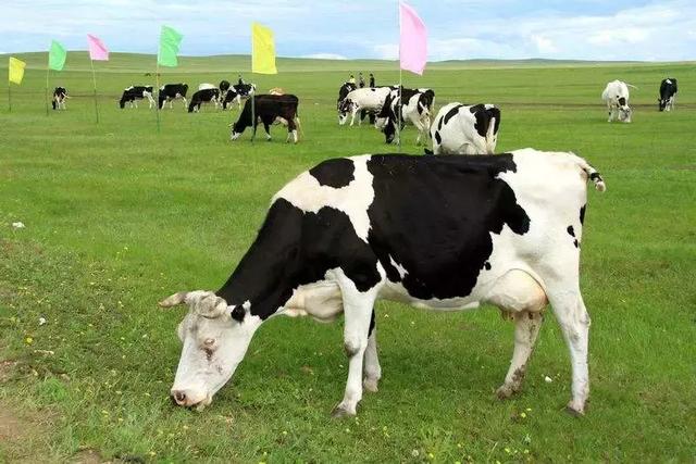 生态养殖奶牛，散养需要五个注意!