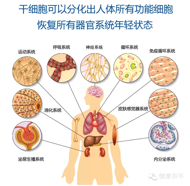 干细胞专家郝好杰干细胞抗衰和干细胞美肤产品将会是趋势