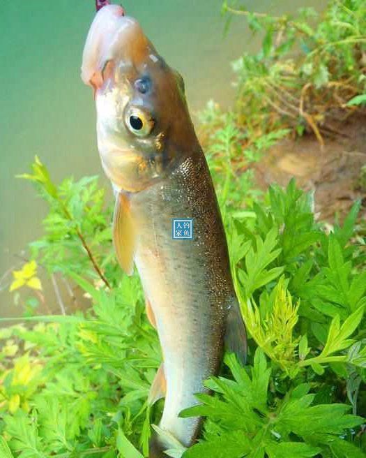 峡谷山溪,爆钓50条名贵溪水鱼,收获600元一斤的极品"细鲮鱼"