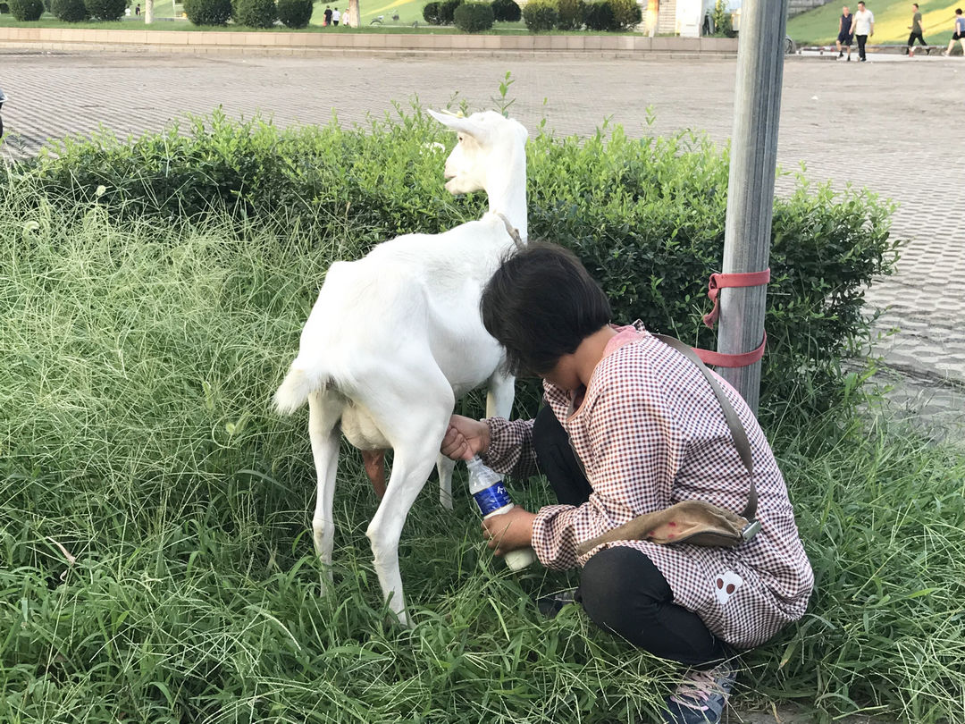 大姐找了个杆子,把羊栓在铁杆上,怕老顾客着急,赶紧忙活挤奶.