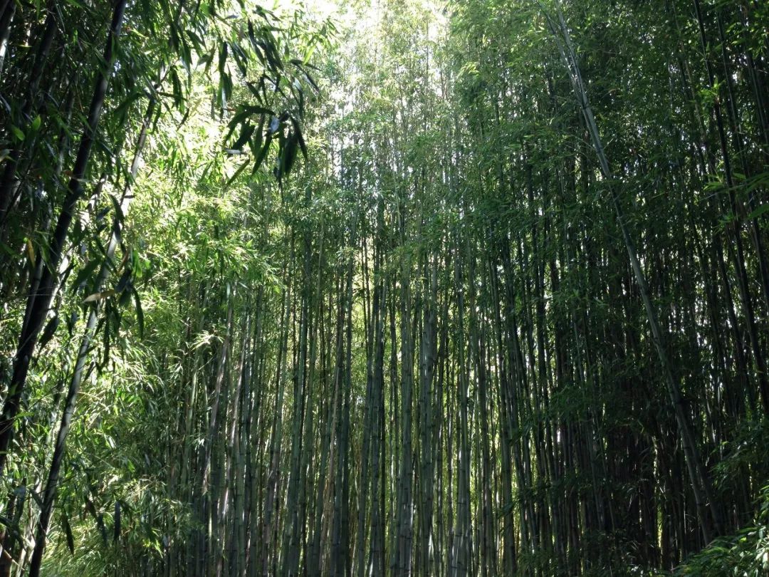 还去什么蜀南竹海!青岛出发2.5小时,你要的竹林,清泉就在眼前