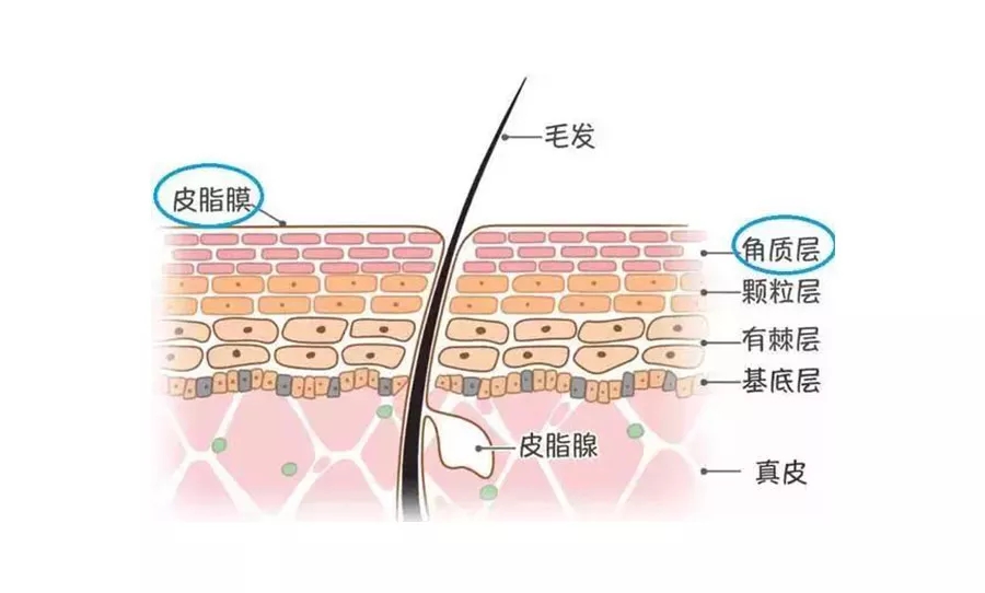 首先我们一起看看人体皮肤的构造