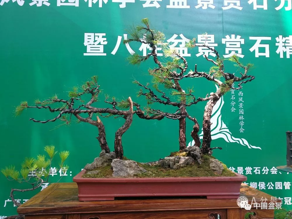 首发"a盆景,版权归李学进老师所有感谢广西梧州骆清林会长提供精美